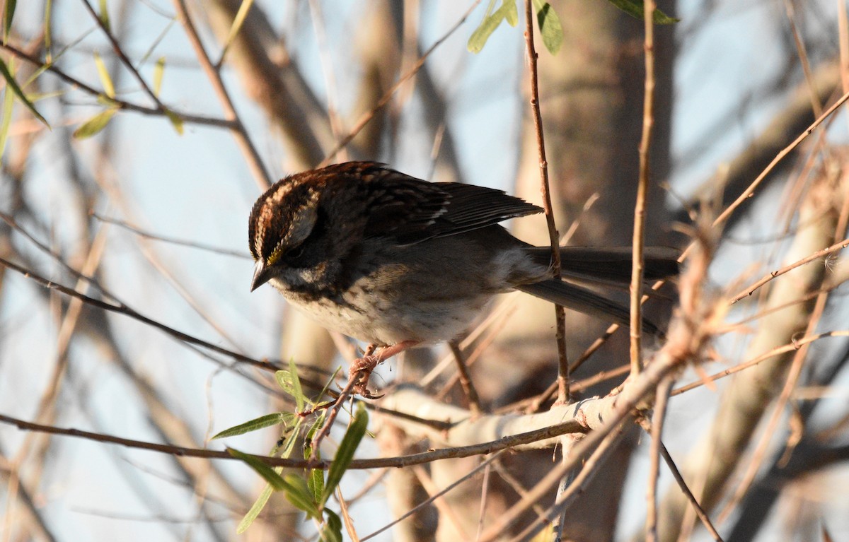 White-throated Sparrow - ML646550860