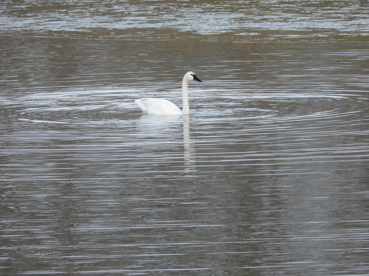 labuť malá - ML646550861