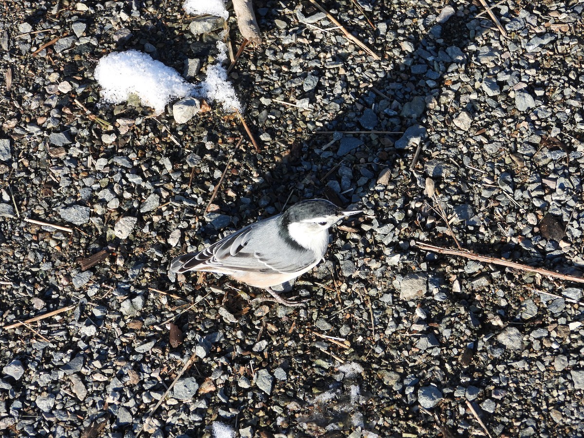 White-breasted Nuthatch - ML646550862