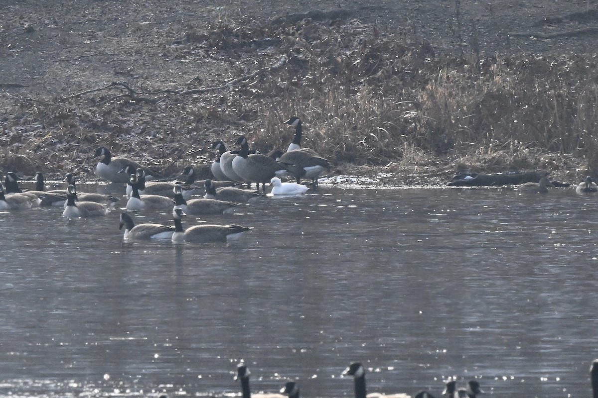 husa bělostná - ML646550863