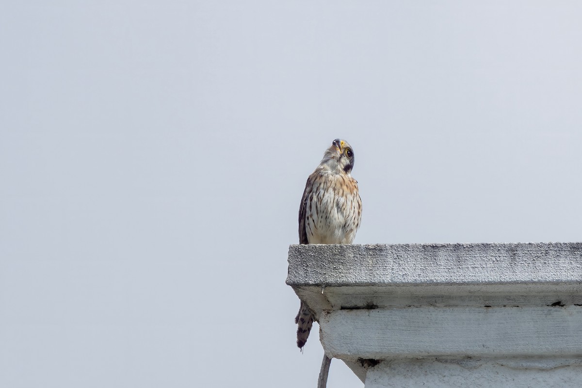 Воробьиная пустельга - ML646550864