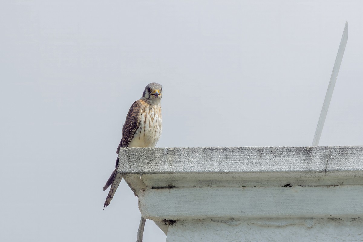 Воробьиная пустельга - ML646550865