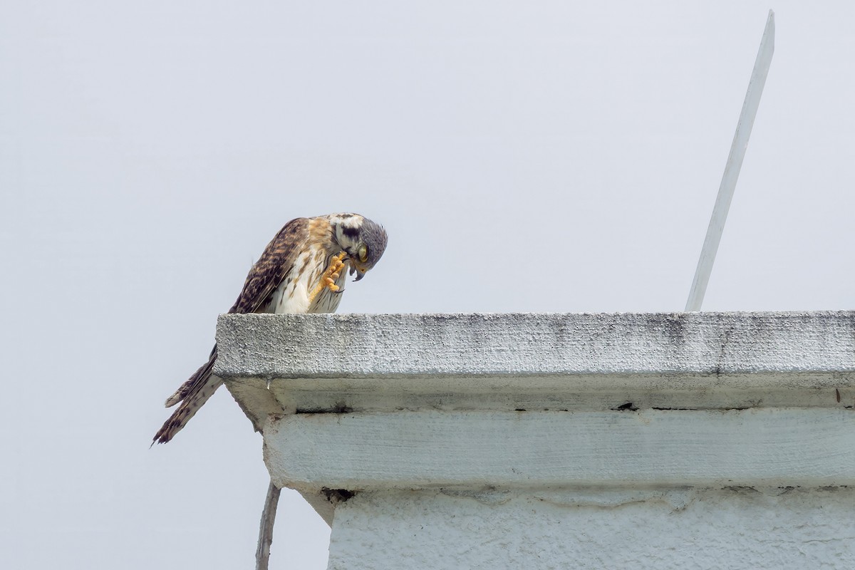 Воробьиная пустельга - ML646550866