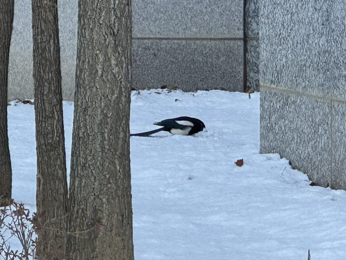 Orientelster - ML646550867