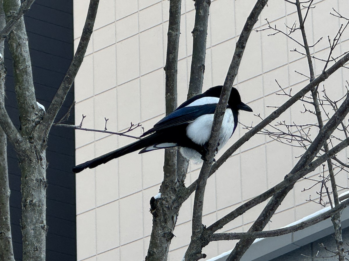 Orientelster - ML646550869