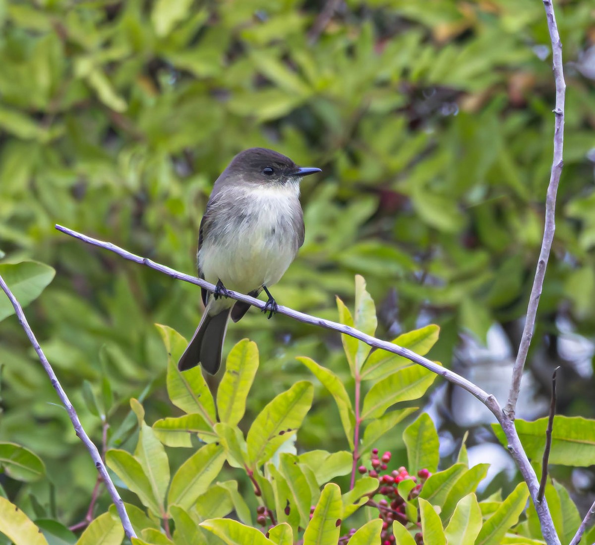Eastern Phoebe - ML646550870