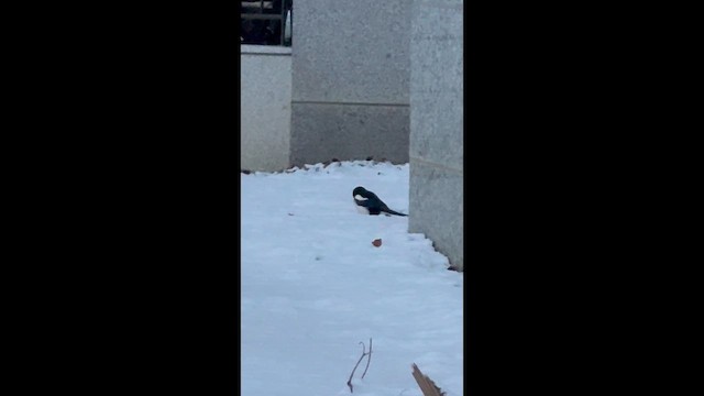 Orientelster - ML646550871