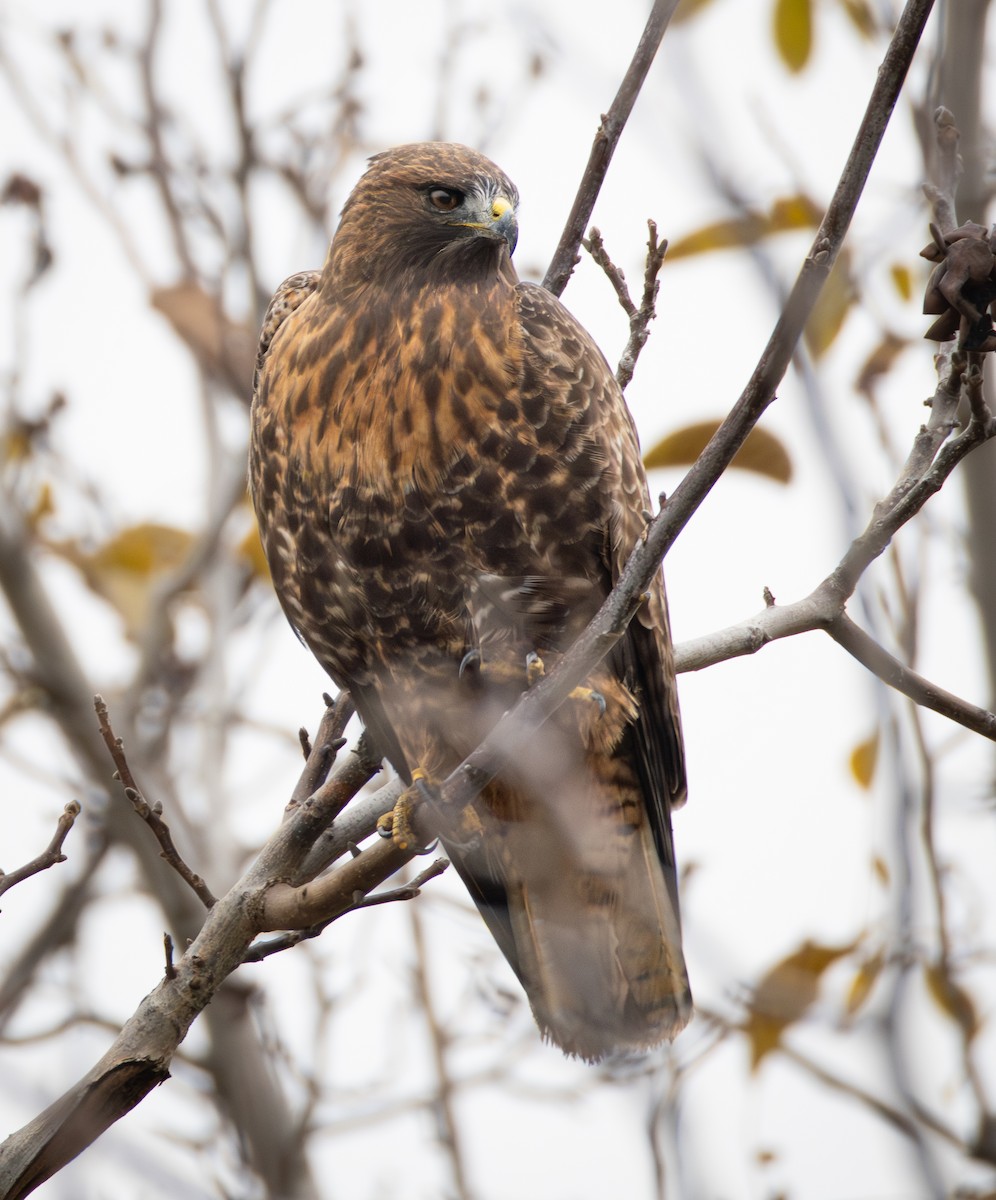 Red-tailed Hawk - ML646550872