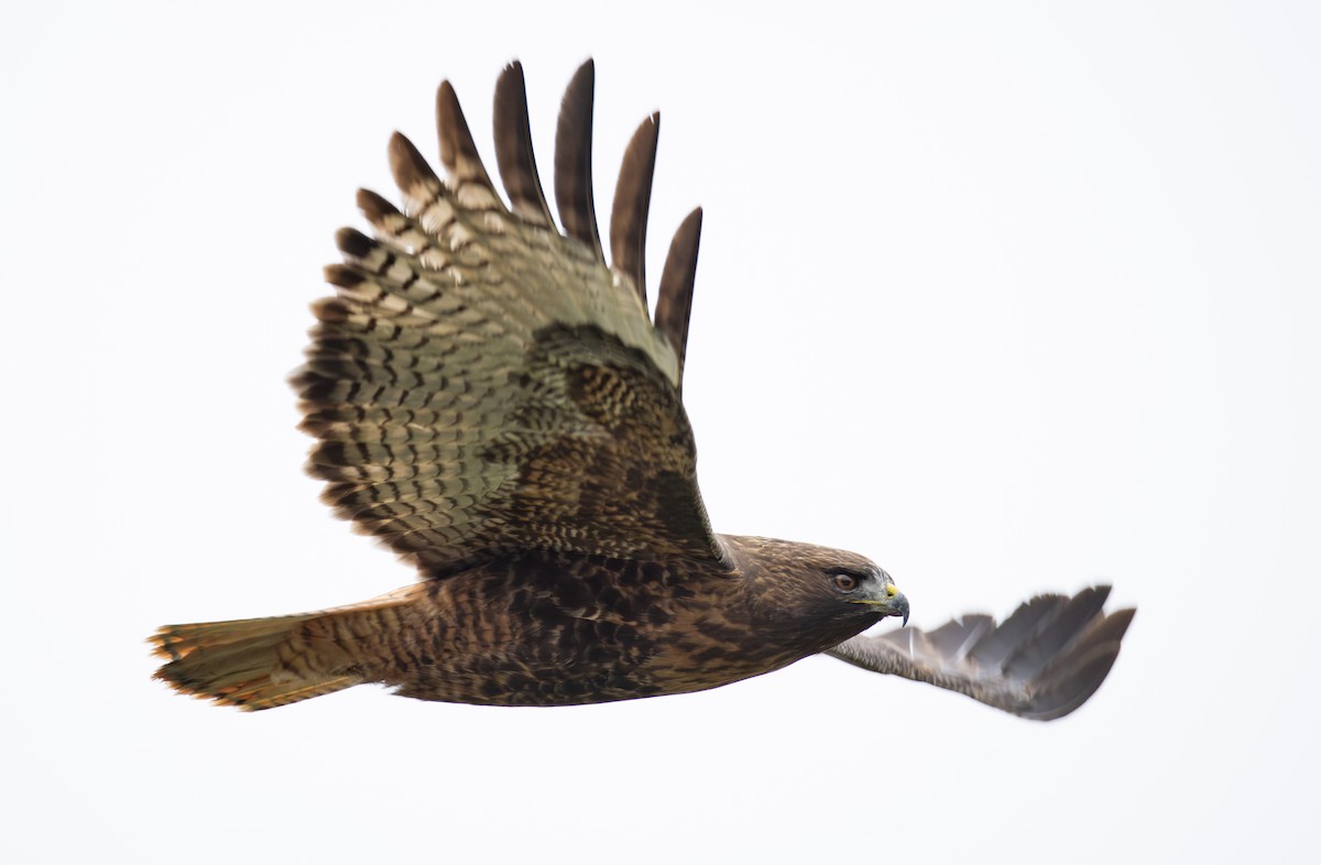 Red-tailed Hawk - ML646550873