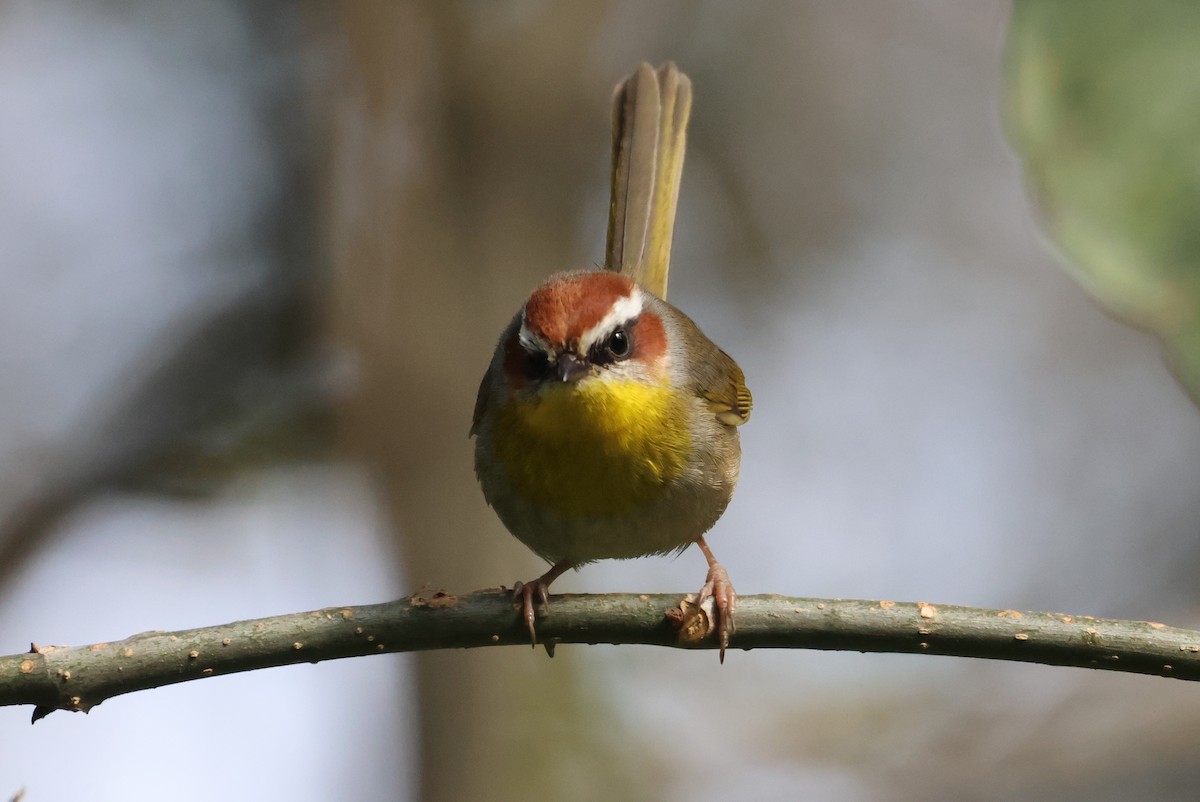 Rufous-capped Warbler - ML646550874