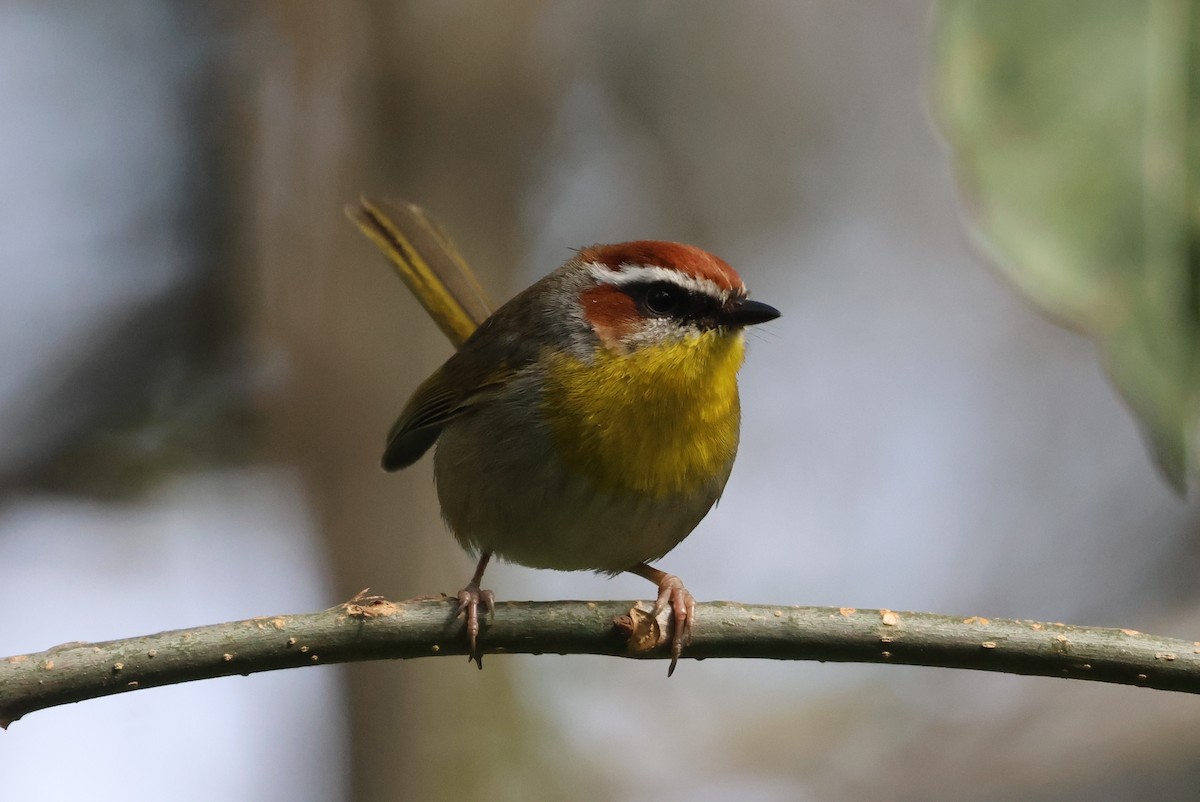 Rufous-capped Warbler - ML646550875