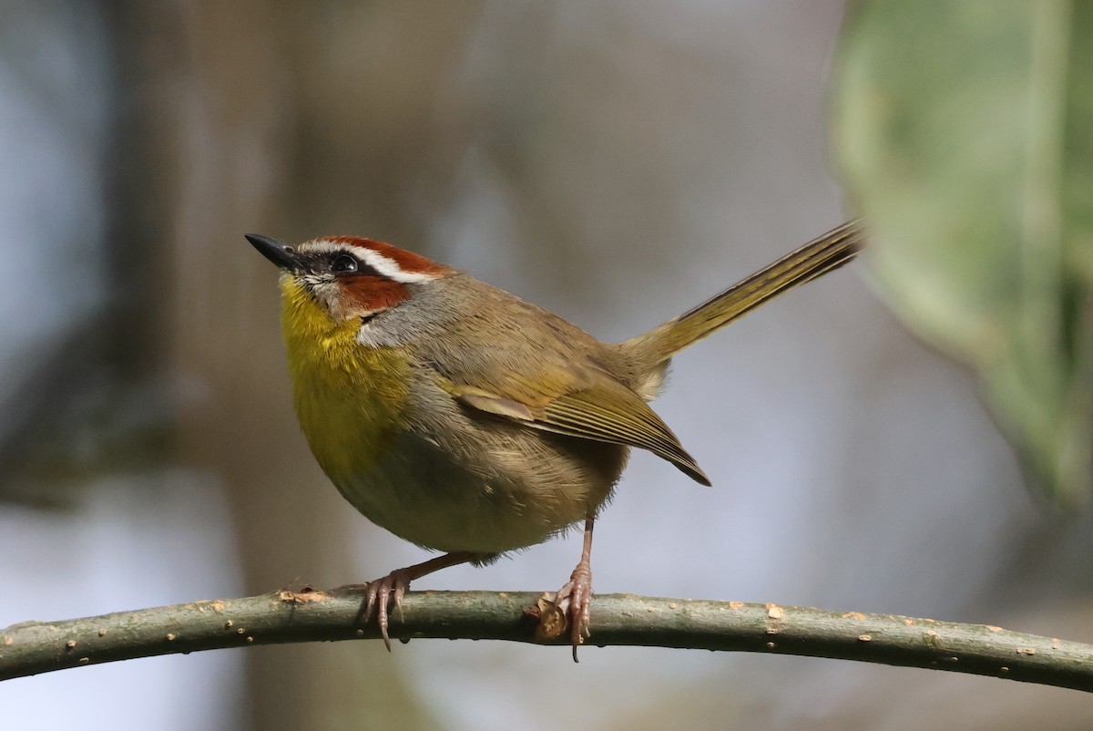 Rufous-capped Warbler - ML646550876