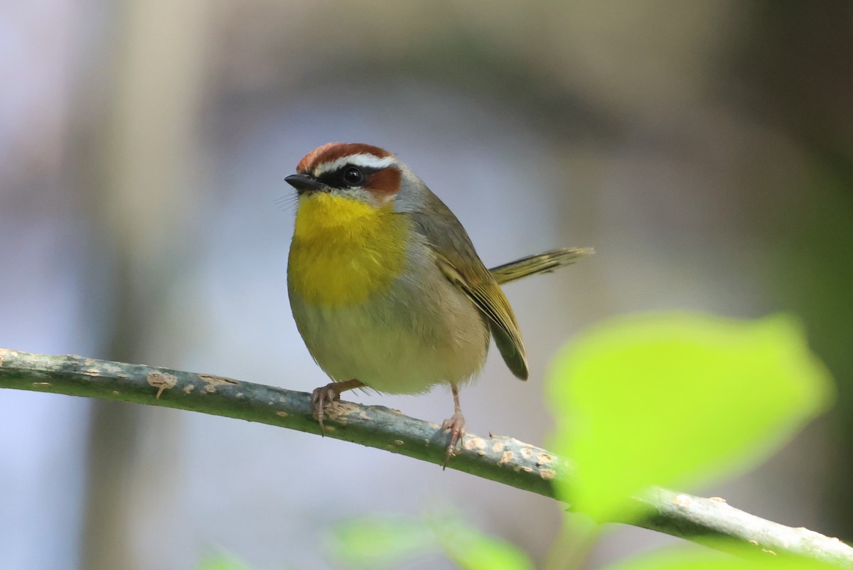 Rufous-capped Warbler - ML646550877