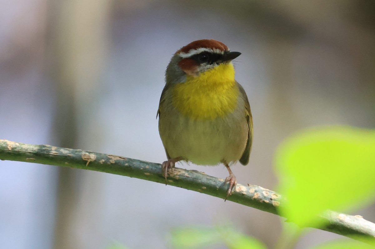 Rufous-capped Warbler - ML646550878