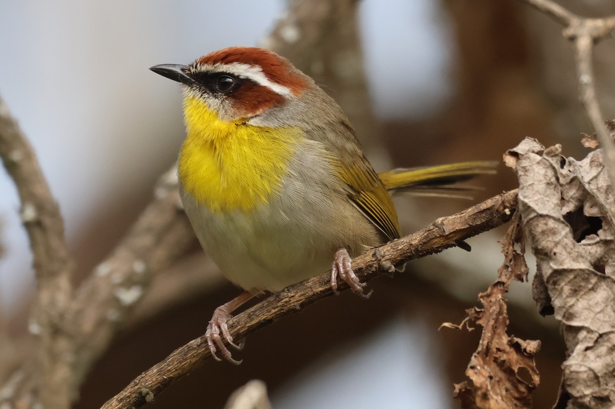 Rufous-capped Warbler - ML646550879