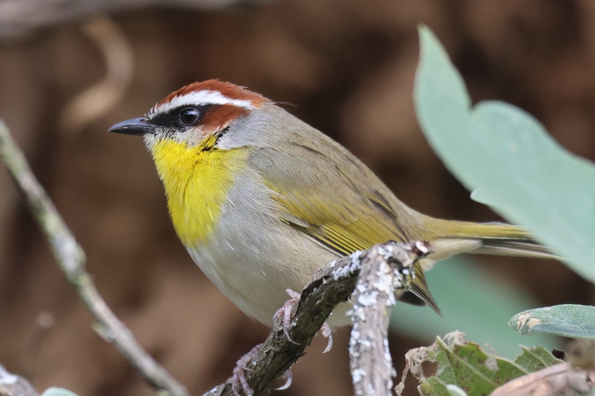 Rufous-capped Warbler - ML646550880