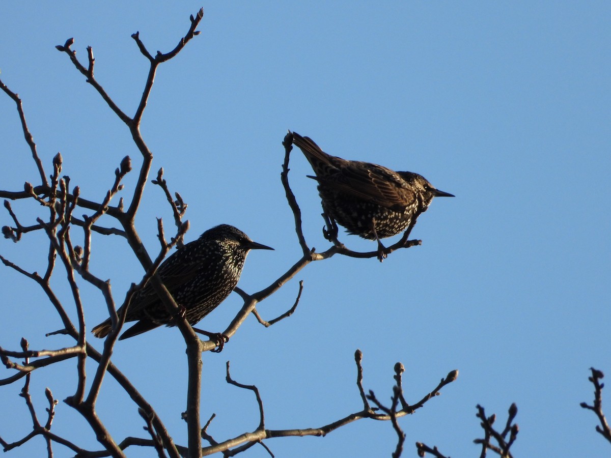 European Starling - ML646550881