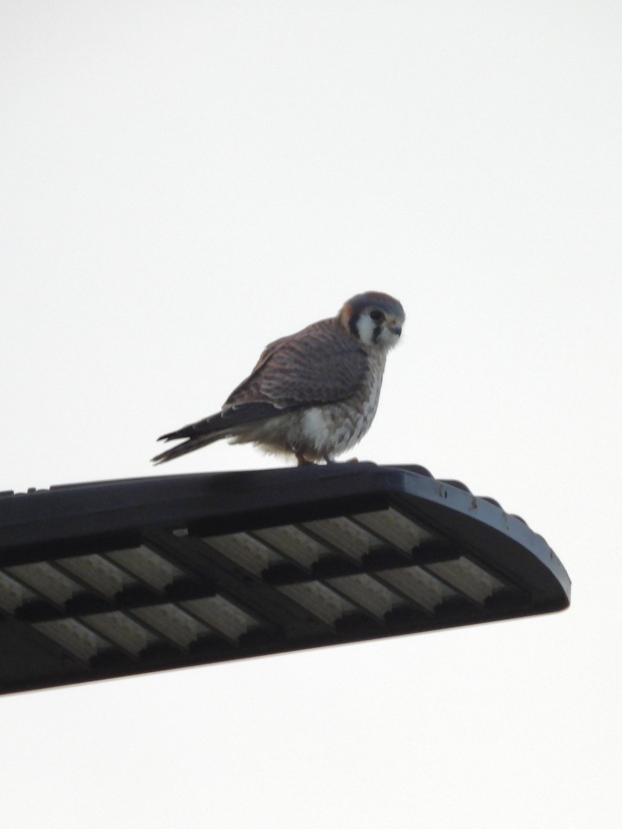 poštolka pestrá - ML646550882