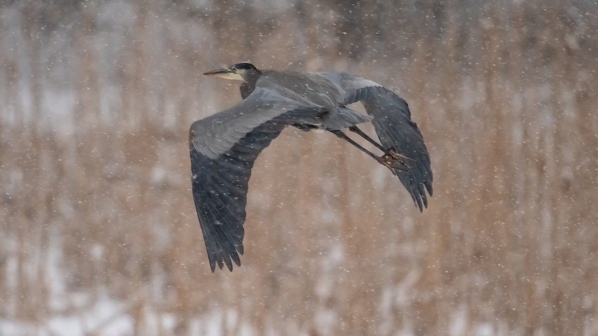 Great Blue Heron - ML646550883