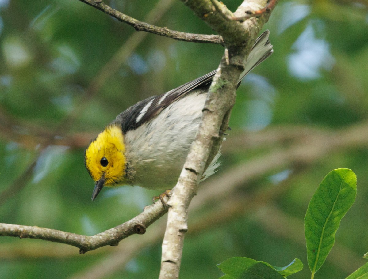 Hermit Warbler - ML646550885