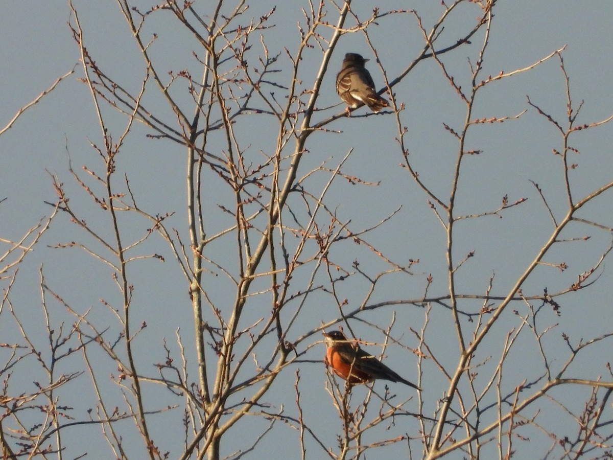 American Robin - ML646550886
