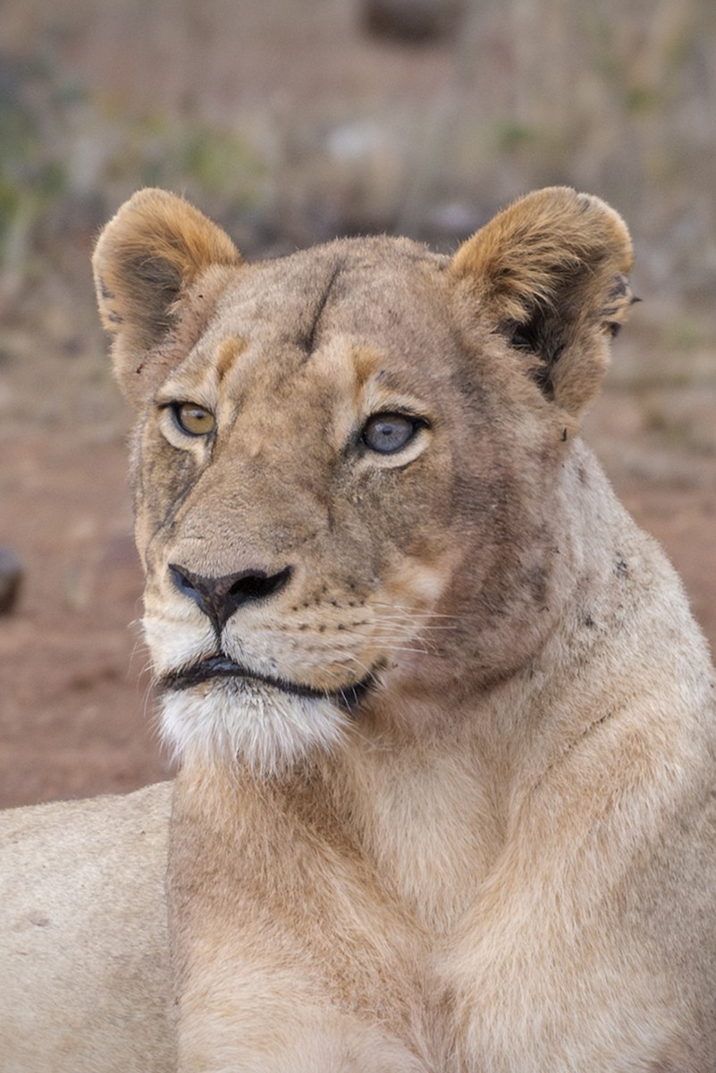 Southern Lion - ML646550887