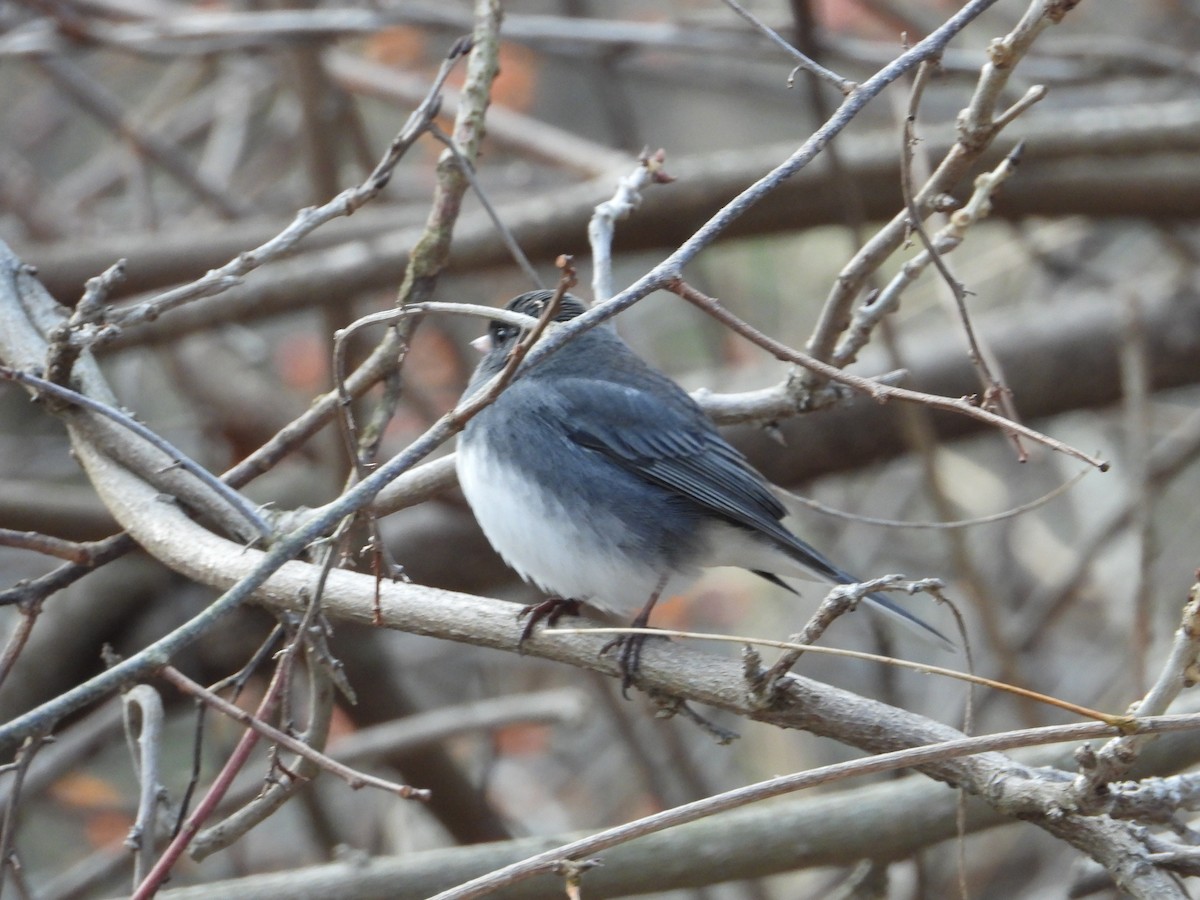 Dark-eyed Junco - ML646550890