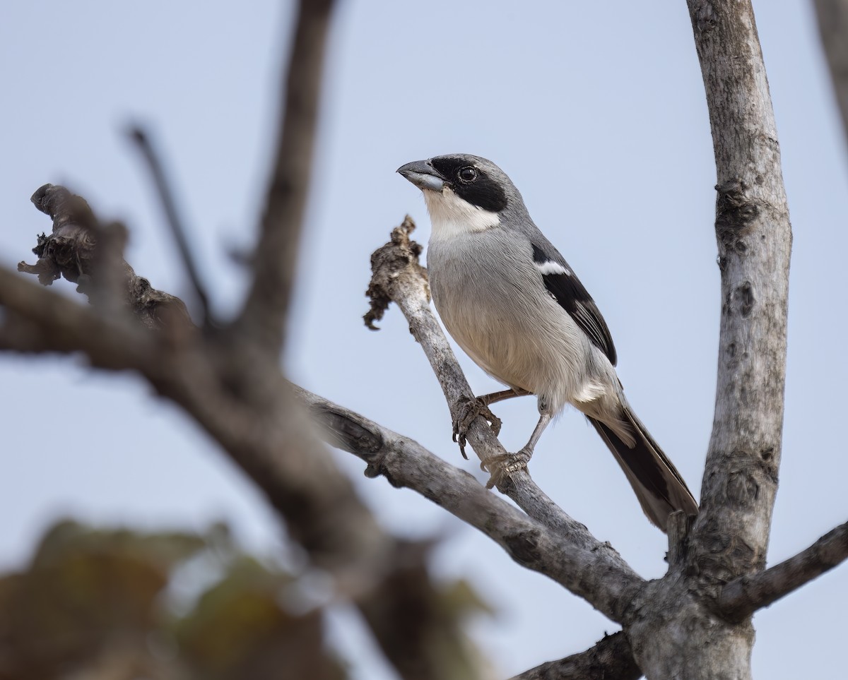 White-banded Tanager - ML646550896