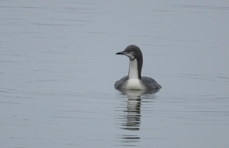 Pacific Loon - ML646550897