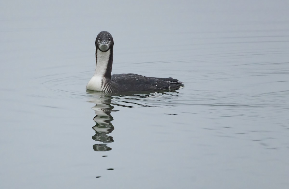 Pacific Loon - ML646550898