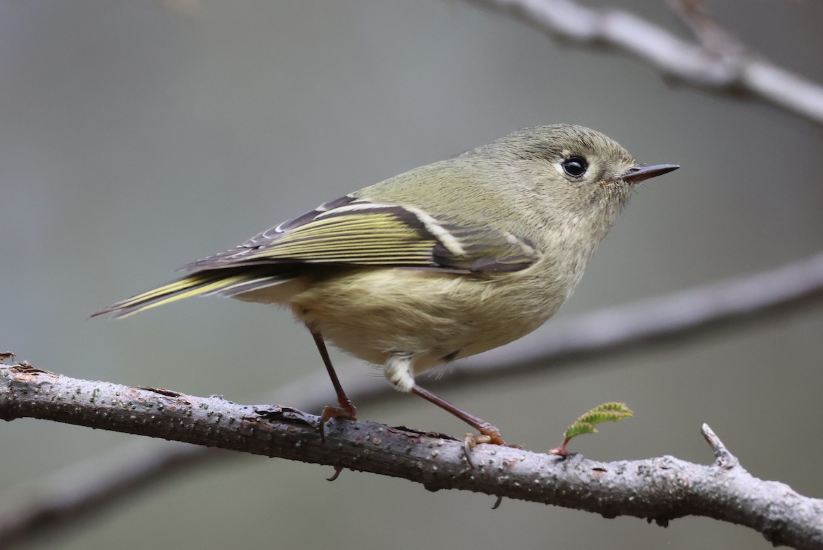 Ruby-crowned Kinglet - ML646550900