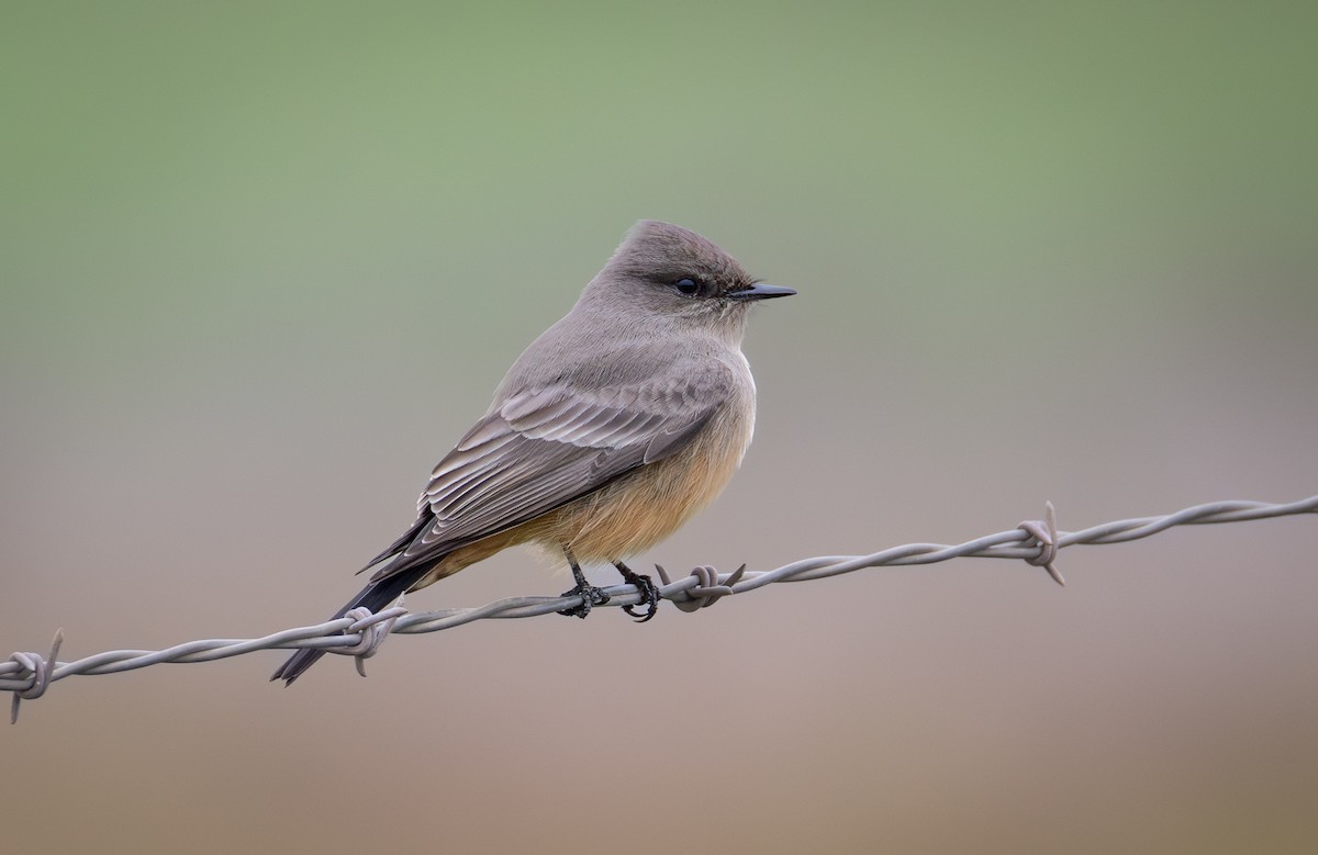 Say's Phoebe - ML646550905