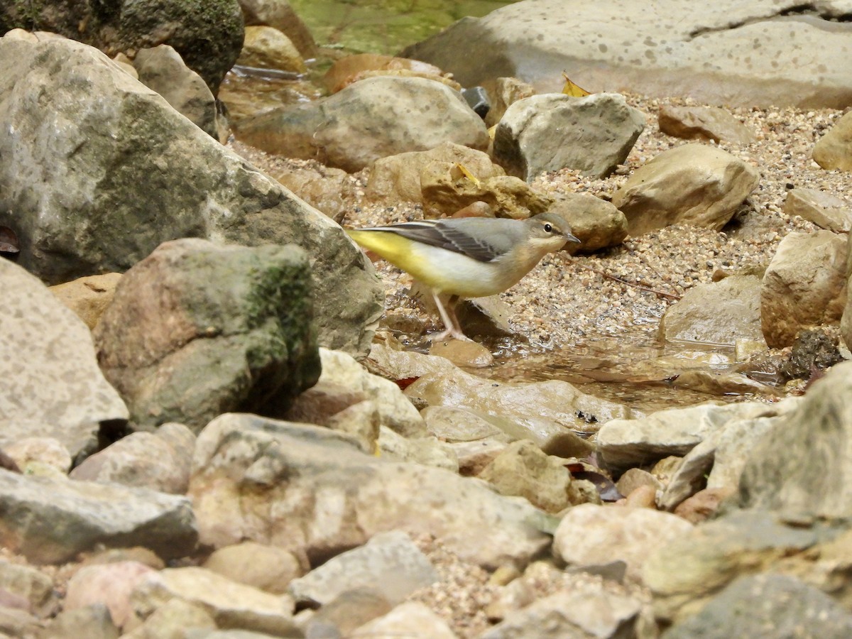 Gray Wagtail - ML646550906