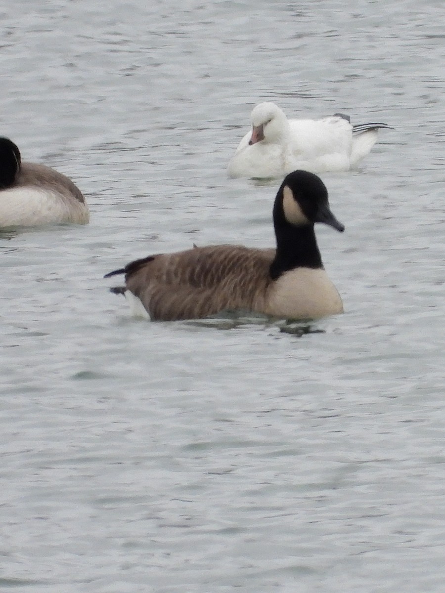 husa bělostná - ML646550907