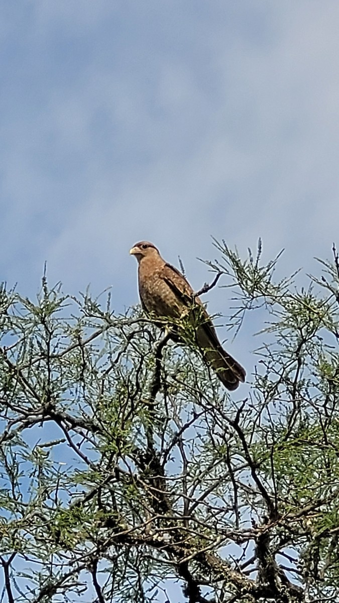 Chimango Caracara - ML646550909