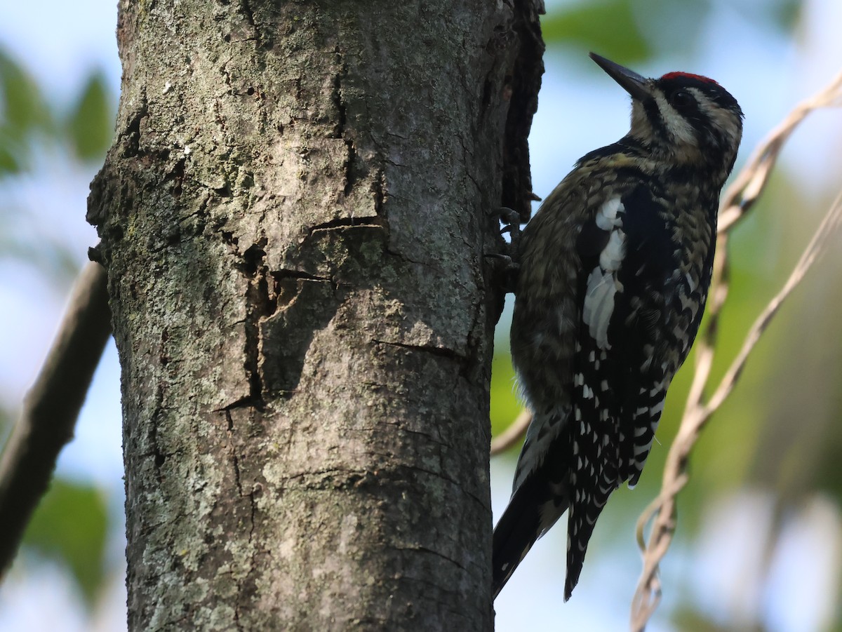 Sarı Karınlı Ağaçkakan - ML646550916
