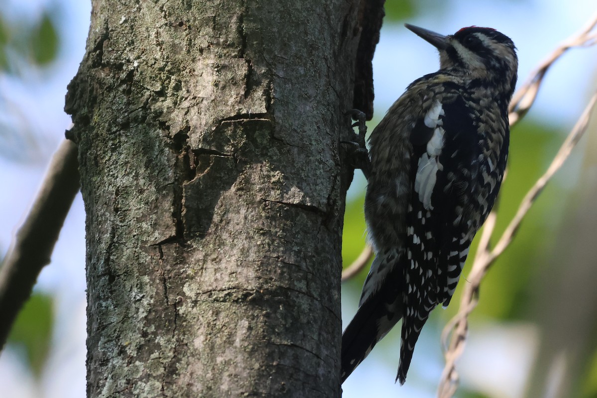 Sarı Karınlı Ağaçkakan - ML646550917