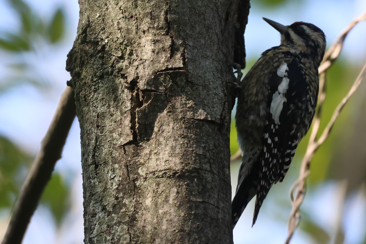 Sarı Karınlı Ağaçkakan - ML646550918