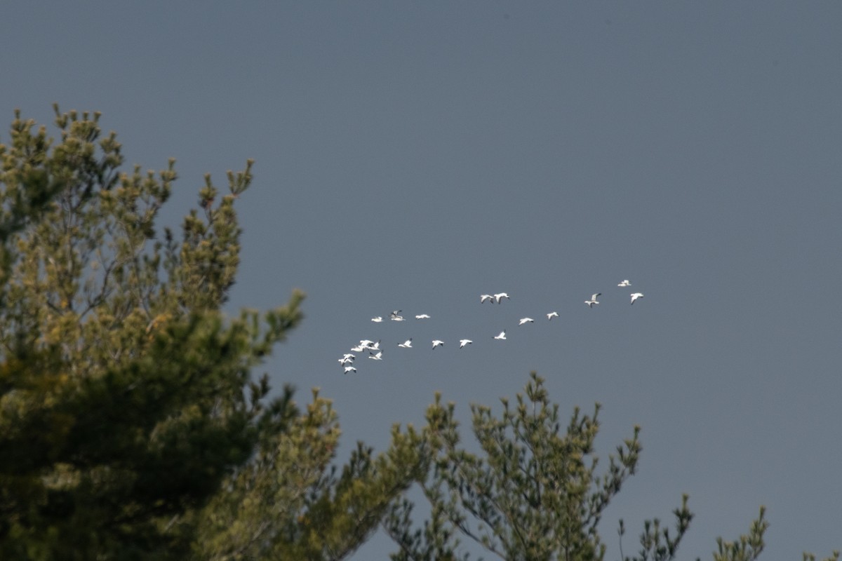 Гуска біла - ML646550919