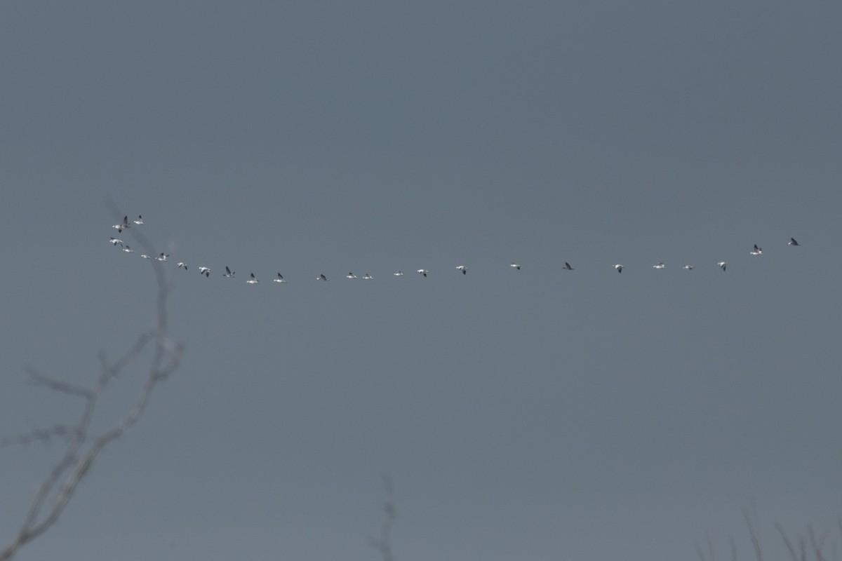 Гуска біла - ML646550920