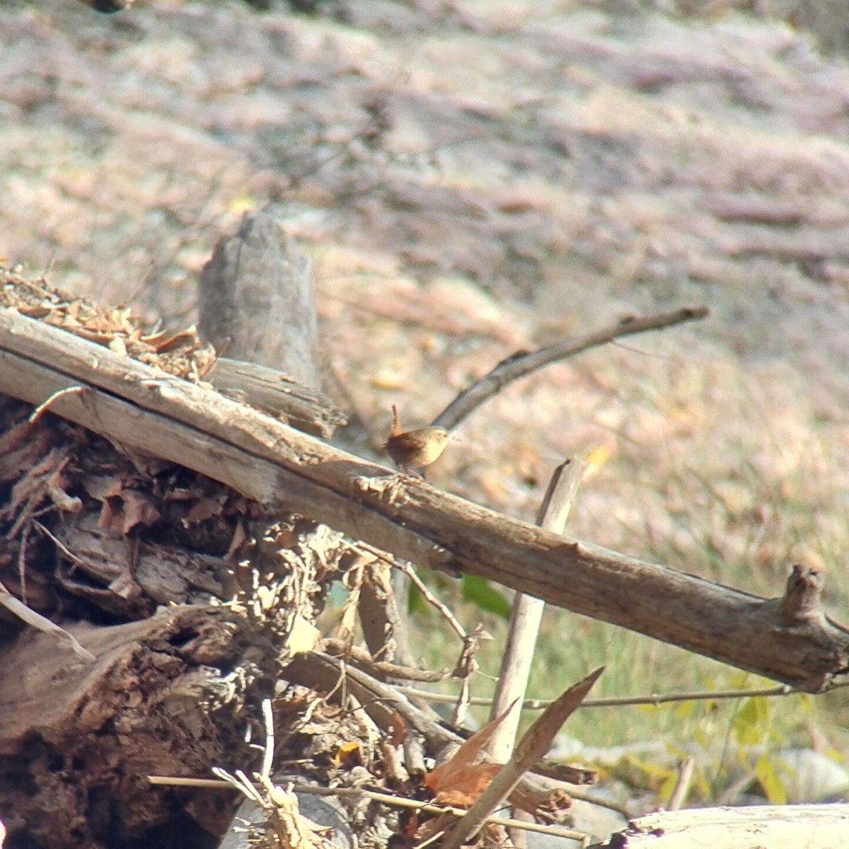 Winter Wren - ML646550921