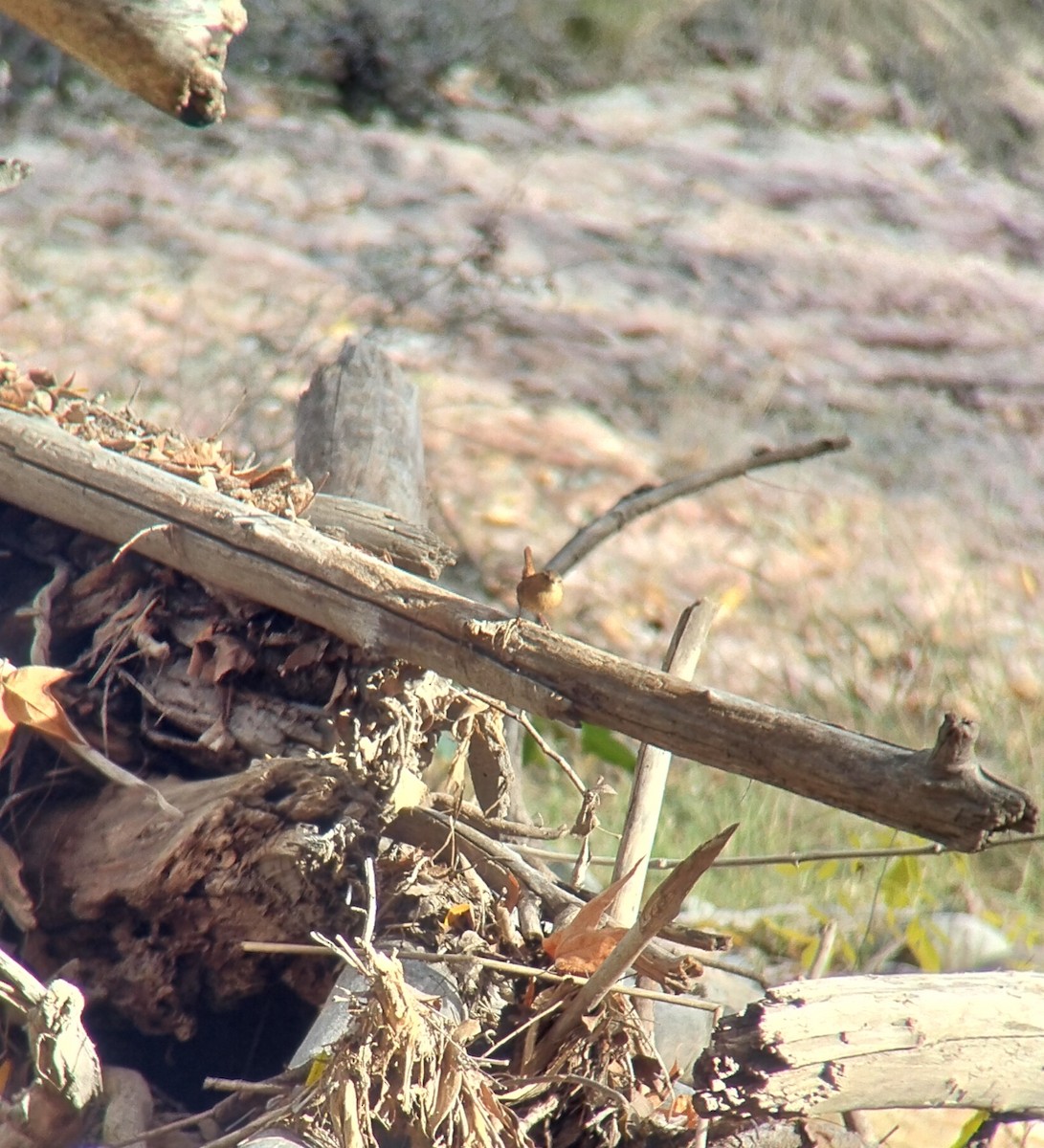 Winter Wren - ML646550922