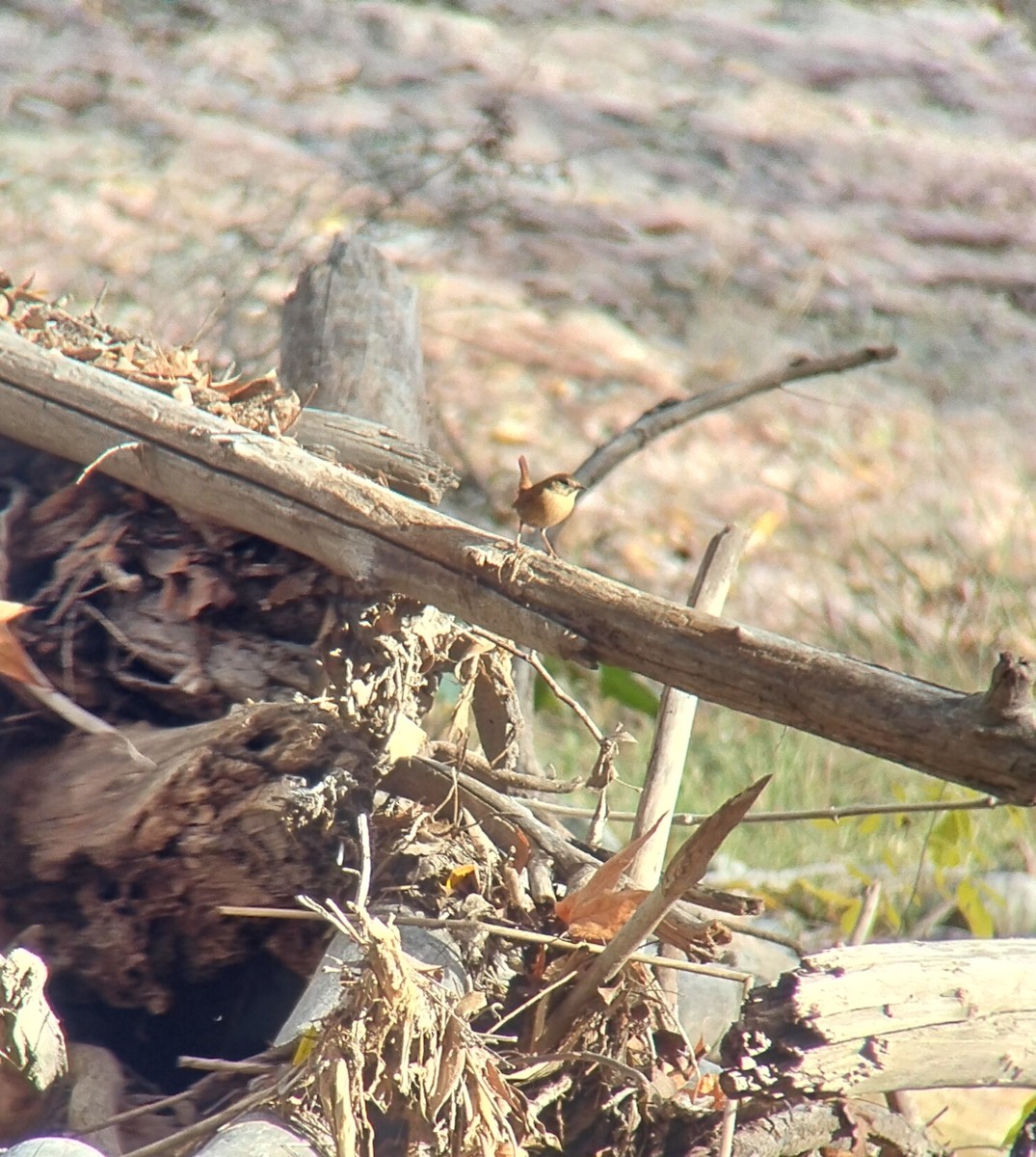 Winter Wren - ML646550923