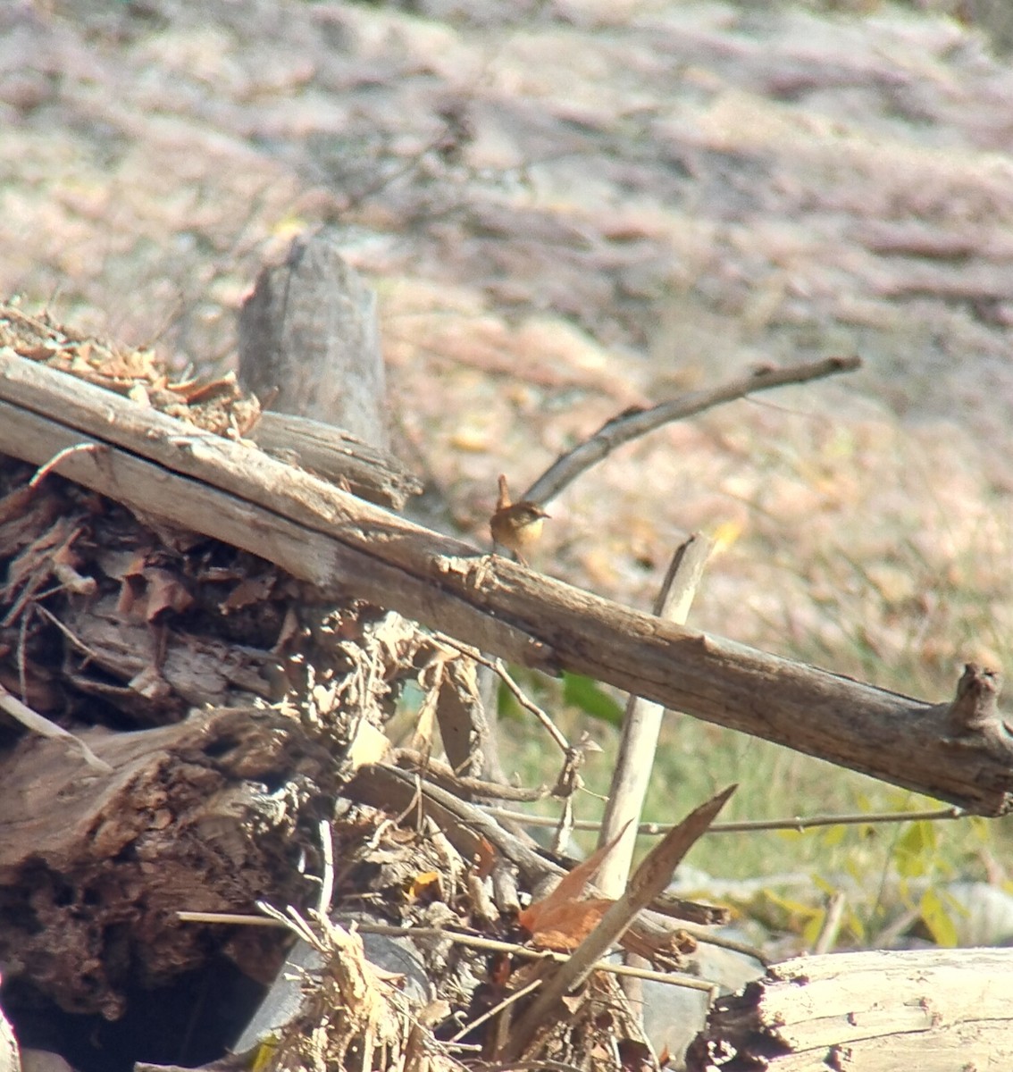 Winter Wren - ML646550924