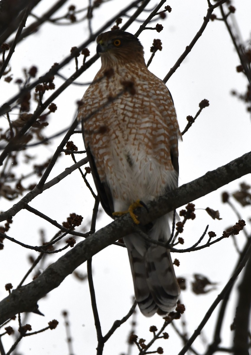 Cooper's Hawk - ML646550927