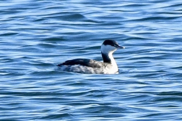 Horned Grebe - ML646550928