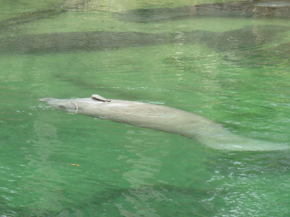 Florida Manatee - ML646550929