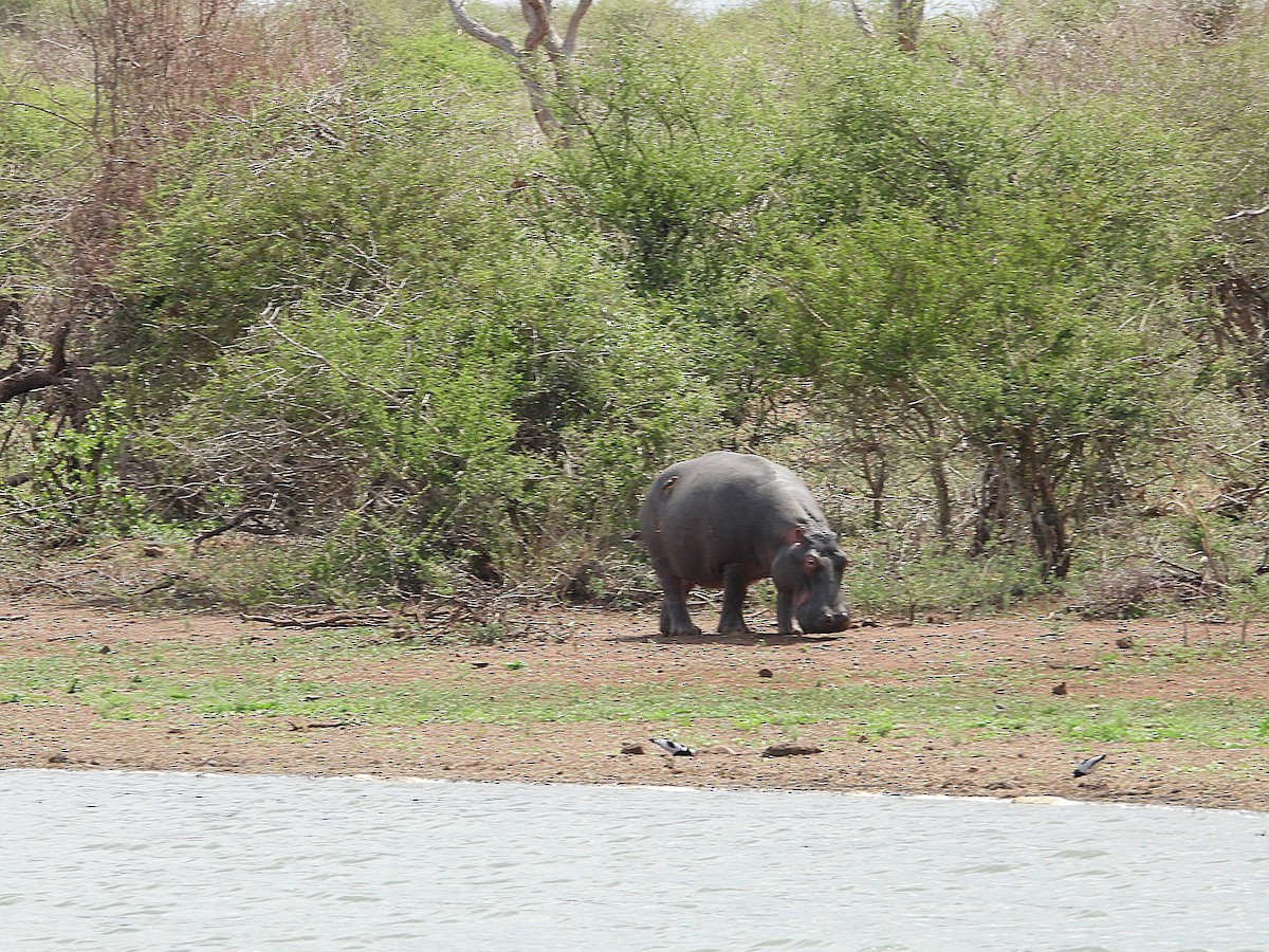 Hipopotam - ML646550931