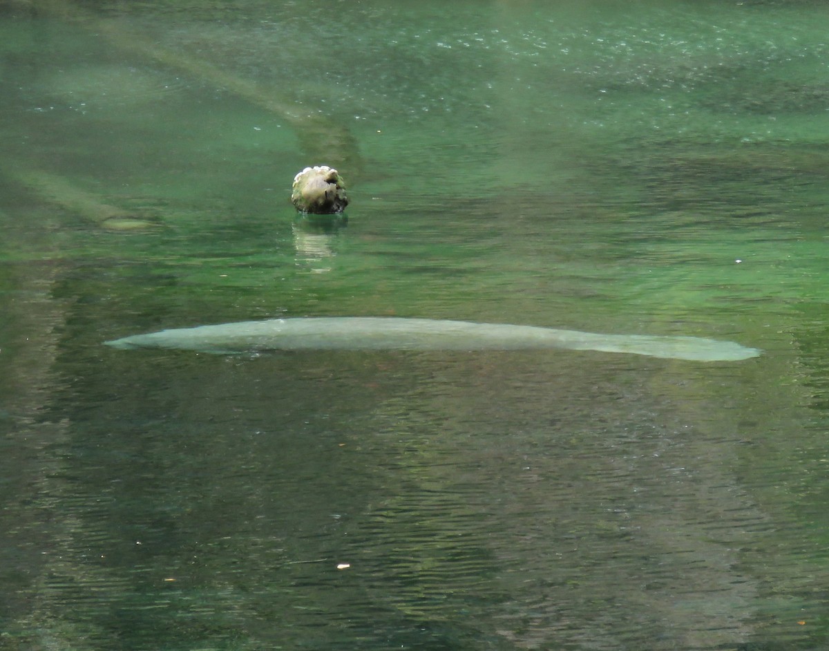 Florida Manatee - ML646550932