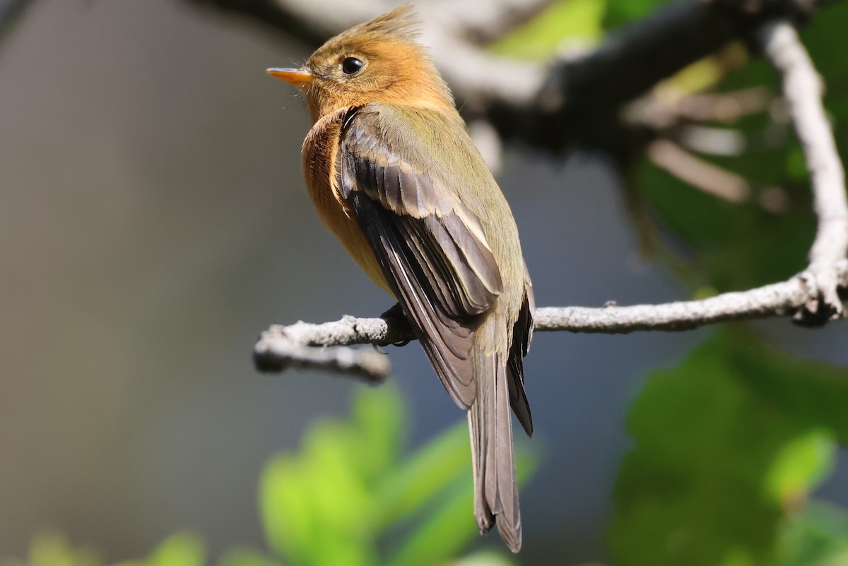 Tufted Flycatcher - ML646550933